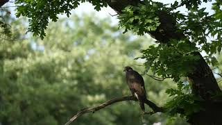 06/06/22 Saker falcon (Falco cherrug)