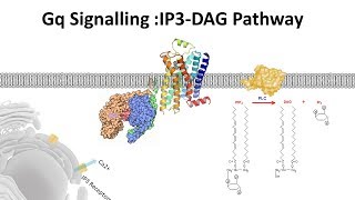 IP3 DAG Pathway( Gq signalling)