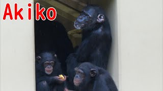 タロンガはともかく、アキコさんの福祉研究をよろしく！（Please focus on Akiko's welfare.）　東山動植物園　チンパンジー　202307