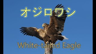 オジロワシ　White-tailed Eagle　双頭の鷲？