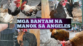 MGA MURANG PETS ANIMALS NA BANTAM SA ANGELES