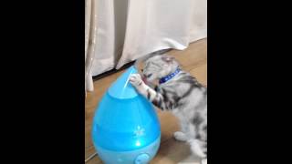 加湿器の水蒸気をなめる猫(笑)