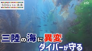 【SDGs to 未来】三陸の海に異変　ダイバーが守る