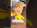 The best greeting… #dog #dogs #goldenretriever #shorts