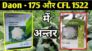 @Seminis Daon175 और CFL 1522 फूलगोभी वैराइटी कब लगाया जाता है //seminis cauliflower Daon 175 verayti