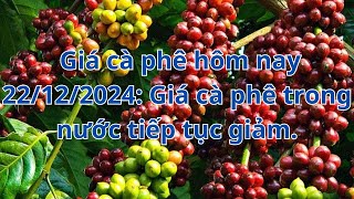 Giá cà phê hôm nay 22/12/2024: Giá cà phê trong nước tiếp tục giảm.