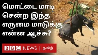 புல் தின்று கொண்டே படியேறி மொட்டை மாடி வரை சென்ற எருமை மாடு; பின் நடந்தது என்ன? | Buffalo