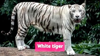 White tiger (Panthera tigris tigris)