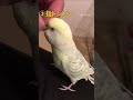 人間を好きすぎるインコによる『人間遊び』 shorts セキセイインコ birds