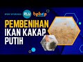 Pembenihan Ikan Kakap Putih || BLU-BPBAP Situbondo