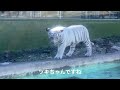 【伊豆アニマルキングダム】何かが飛んで来た⁉︎シグレとツキちゃん　ホワイトタイガー　ベビトラ　white tiger 動物園　zoo活　ひとり旅　50代