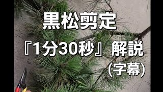 松の剪定を『1分30秒』で解説します☝️(字幕)　