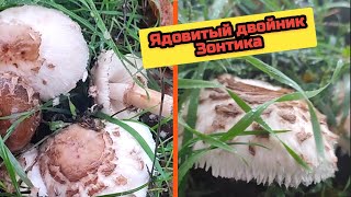 Ядовитый двойник гриба Зонтика - ХЛОРОФИЛЛУМ ТЕМНО-БУРЫЙ 🍄