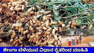 ಶೇಂಗಾ ಬೆಳೆಯುವ ವಿಧಾನ | groundnut farming | ಶೇಂಗಾ ಕಾಯಿ | groundnut infarmation kannada | chitradurga