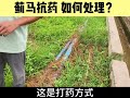 蓟马抗药性越来越强，防控压力越来越大，蓟马问题如何处理？