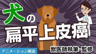 犬の扁平上皮癌について【獣医師執筆監修】症状から治療方法