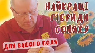 ВИБИРАЄМО ГІБРИДИ СОНЯШНИКУ🌻🌻