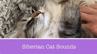 Siberian Cat Meowing, Talking, and Purring