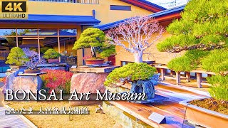 [4K] 盆栽美術館 落葉 埼玉大宮  2023.12 冬