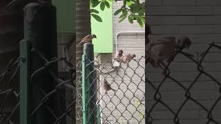 5 cute Sparrows spotted hopping on the ridgefence #sparrow #birds #animals