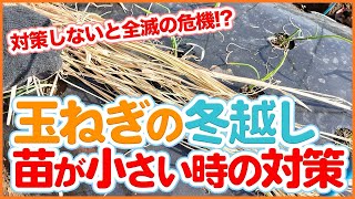 家庭菜園や農園で玉ねぎ栽培の冬越し！対策しないと全滅の危機！？苗が小さい時の対策を徹底解説！【農園ライフ】