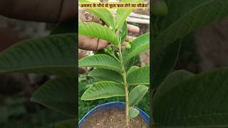 इतने अमरूद लगेंगे की आप तोड़ते थक जाओगे || How To Get Plenty Of guava from one Plant || #Guava #yt