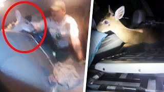 Deputies Stunned to Find Endangered Deer in Car