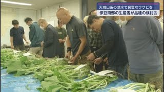 わさびの品種検討会　伊豆半島南部に適した品種を求めて　静岡・下田市