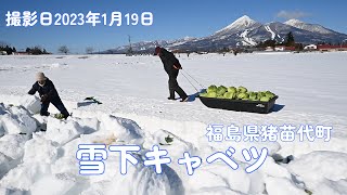 雪下キャベツ収穫最盛期を迎える　福島県猪苗代町