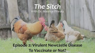 The Sitch Episode 2 - Virulent Newcastle Disease - To Vaccinate or Not?