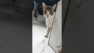 Cute cat 😍😍 Puchu video / Pet \u0026 Project #shorts