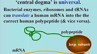 116 The Universal Genetic Code