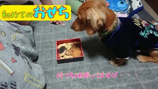 ワンちゃん用のおせちで金時くんも舌鼓🎍#カニンヘンダックス　#ペット動画