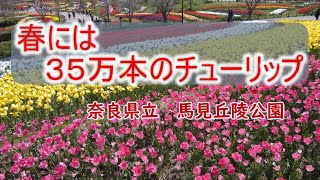 馬見丘陵公園のフラワーフェスタ