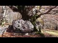 Morning Walk in the old-growth beech forest in the Valle Cervara. And a talk with Bruno D'Amicis.