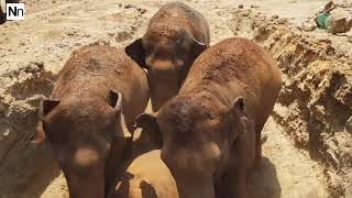 Baby-Elefant sieht zum ersten Mal Toten, wie die anderen reagieren, ist bemerkenswert