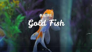 The Best 4K Aquarium Amazing Undersea Scenery Goldfish Fish With Relaxing & Calming Music