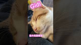 小吉弟貓咪說夢話II💤🐱💤Kitten talking in the dream #catvideos #cat #說夢話 #貓咪說夢話 #吉弟 #猫 #meow #貓 #flapdoodle