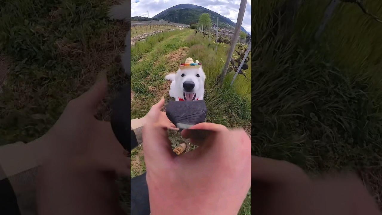 The Funniest Pet Videos Of 2024 Best Compilation Funniest Cats And