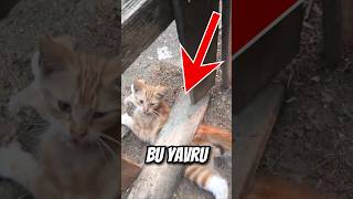 Bu Yavru Kedi ÖLMEK üzereydi ve Bir MUCİZE Gerçekleşti... 😔💔