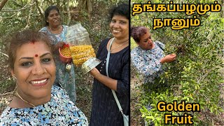 தங்கப்பழம் நானும் காட்டில் || பாலைப்பழம் || Golden Fruit/ Paallai palam #srilanka #jungle