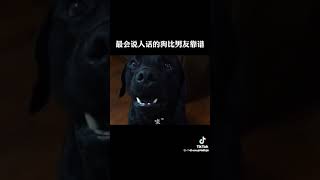 狗狗是人類最忠實朋友 也是最懂人話啊！ 聽聽這隻會說簡單人話的狗狗 讓人好療癒啊！2023.112.7／21