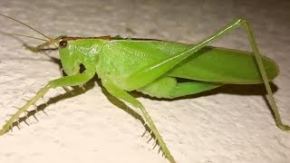 Grass Foring || Beautiful Insect || Herbivores Insect || Indian Hardworking Insect