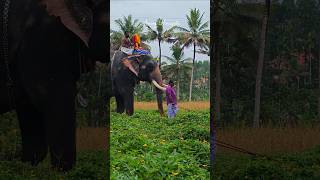 ഉത്സവ കാലം 🙏#shorts #elephant