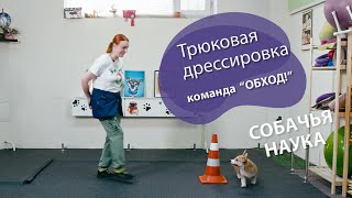 Дрессировка щенка: Команда Обход!