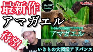 【ガチャガチャ】いきもの大図鑑アドバンス『アマガエル』【最新作】開封\u0026レビューします。　＠BANDAI