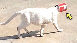 A Man Spotted a Cat with a Jar On its Head, the Cat was Hiding An Unbelievable Surprise