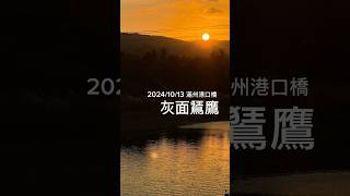 2024灰面鵟鷹/滿州港口橋/清晨看起鷹/下午看落鷹（第七天）10/13