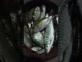 ഒടക്ക് വല ഇട്ടപ്പോൾ കിട്ടിയ മീൻ കണ്ടോ fishing short shortsfeed youtubeshorts