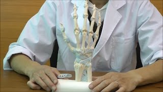 手の骨と靭帯のつきかたを学習できる手関節模型│M33